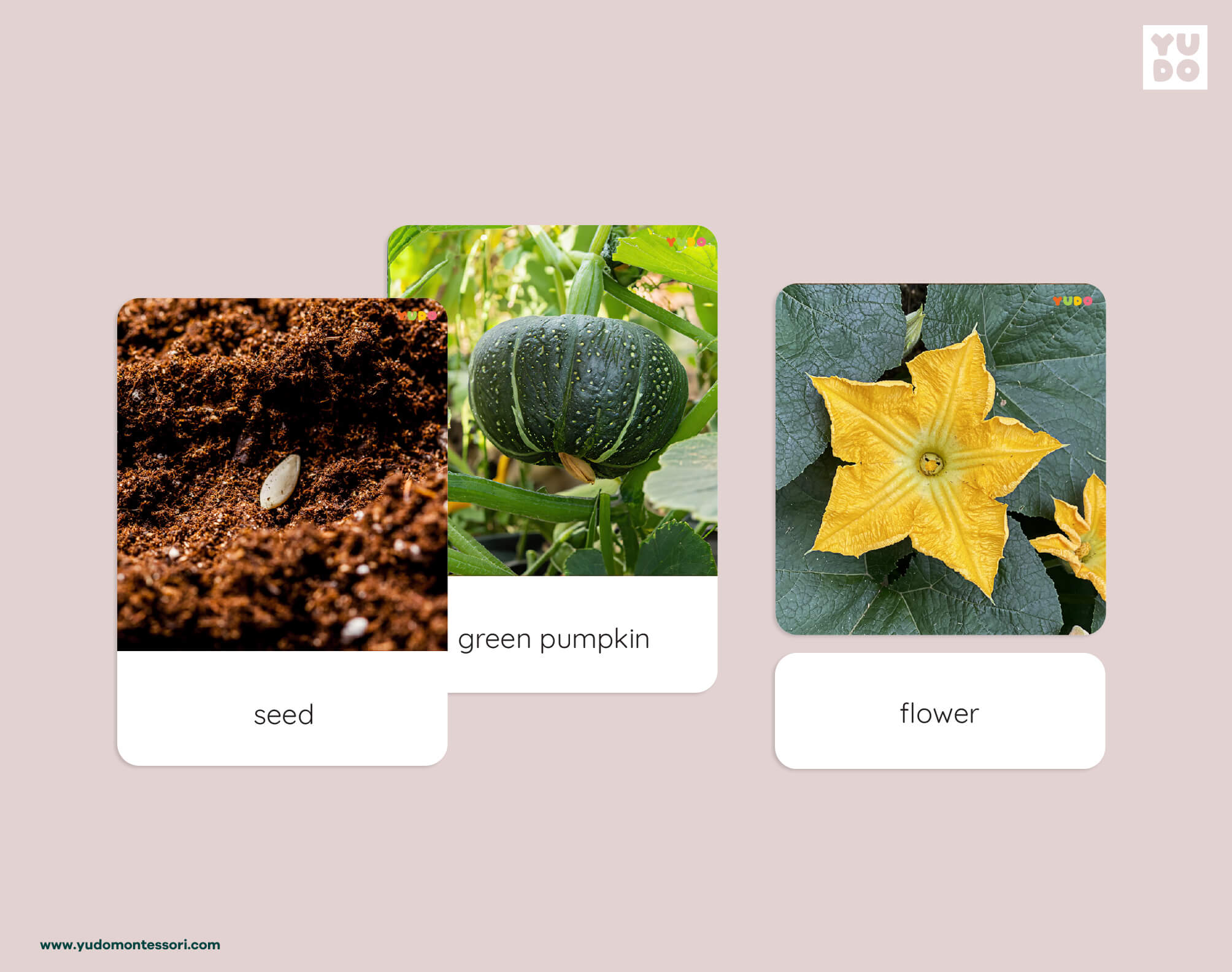 Montessori pumpkin life cycle 3-part cards with real photos of seed, pumpkin and flower