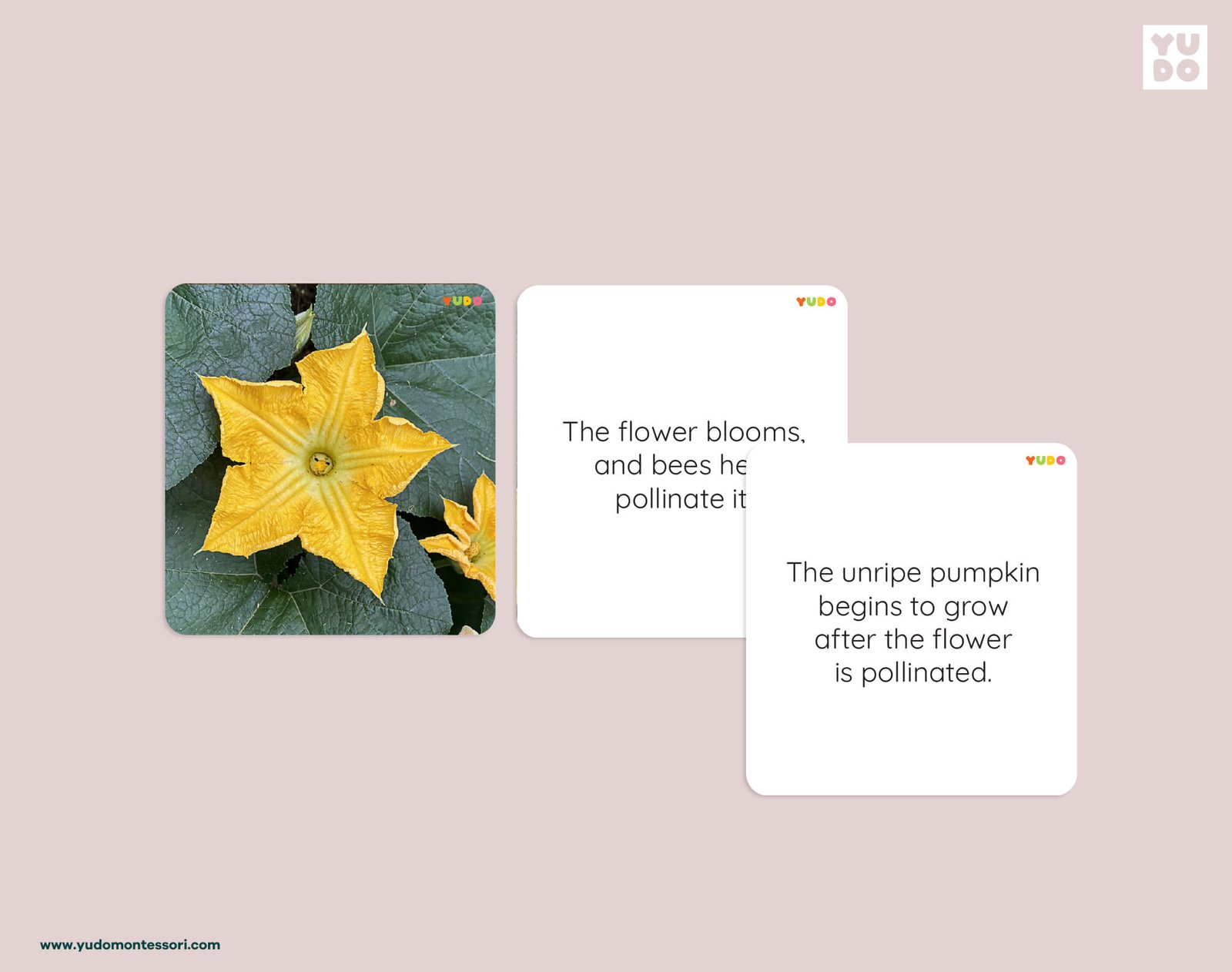 Pumpkin life cycle definition cards explaining flower pollination and pumpkin growth