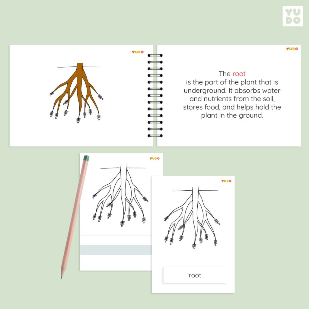 Montessori Parts of the Root activity with a root definition booklet, 3-part cards, tracing worksheet, and handwriting practice card using realistic illustrations.