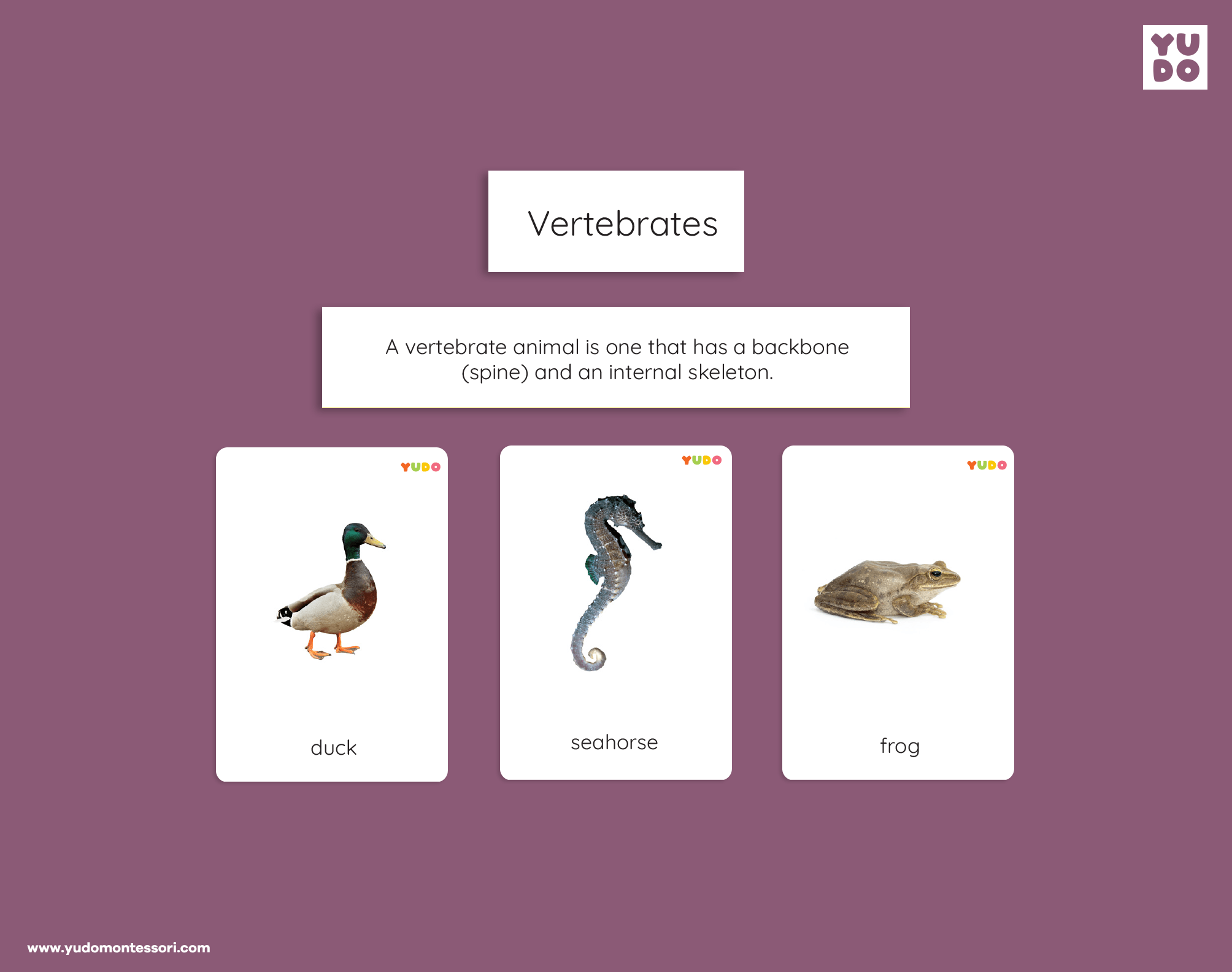 Montessori vertebrates printable definition cards with real animal photos