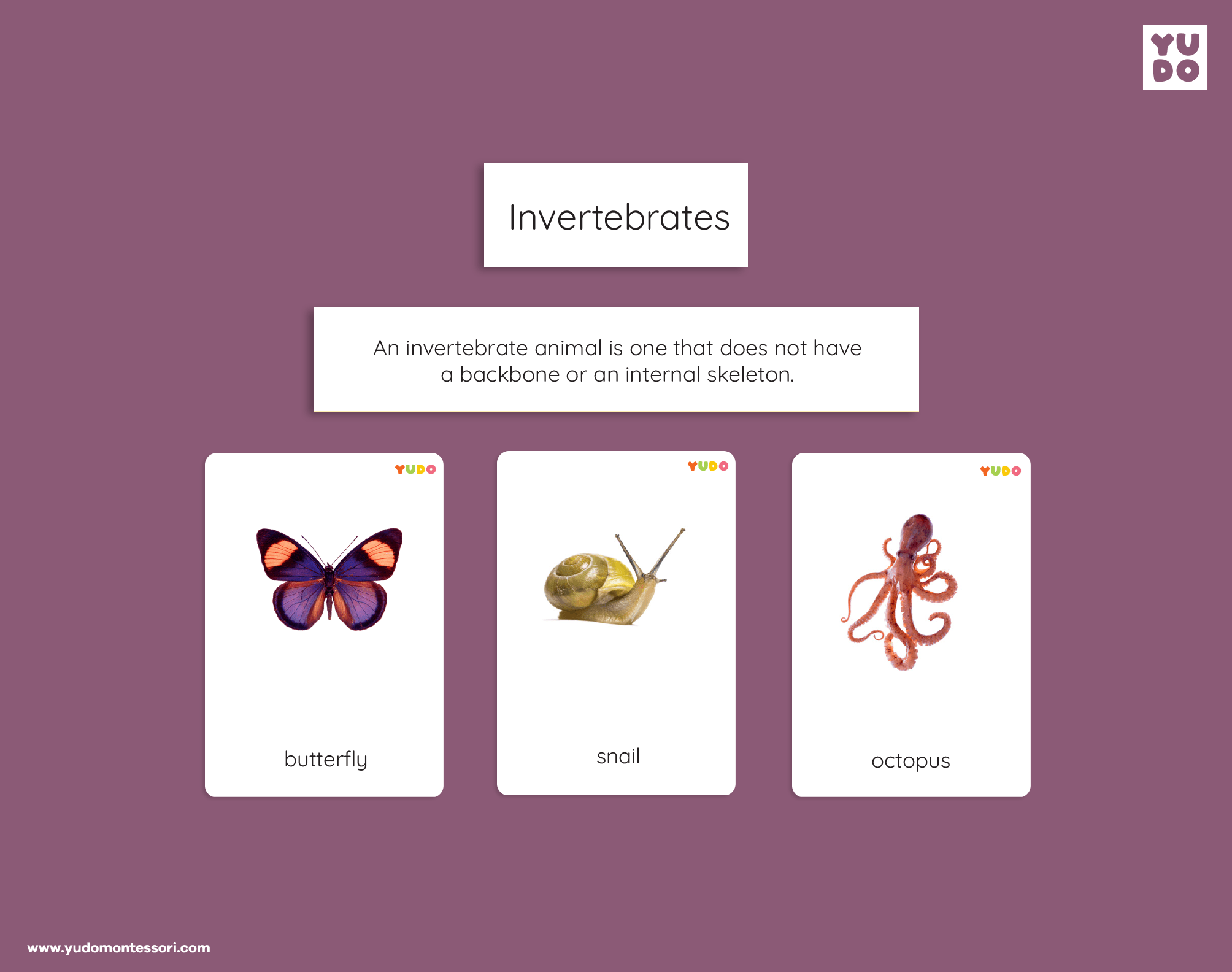 Montessori invertebrates printable definition cards with real animal photos
