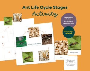 Ant Life Cycle: 3-Part Cards & Definition Activity in Portuguese