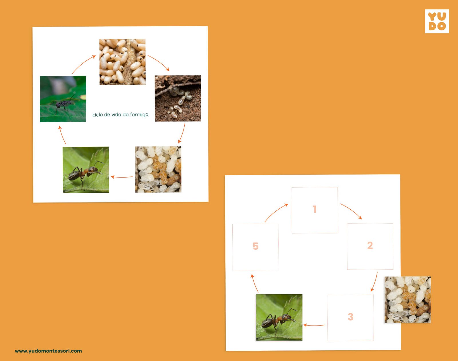 Ant life cycle sequencing wheel and printable definition booklet for Montessori zoology