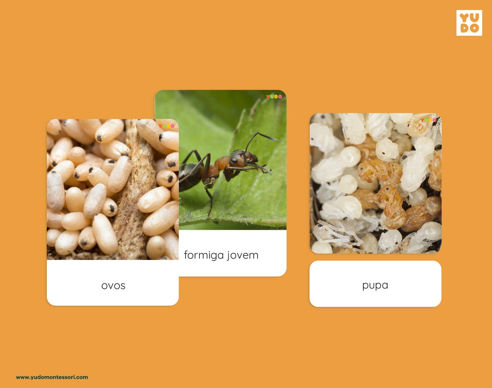 Montessori ant life cycle 3-part cards with real photos of eggs, young ant and pupa