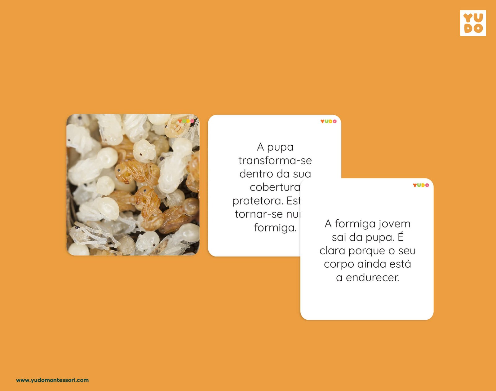 Ant life cycle definition cards explaining pupa development and the emergence of a young ant