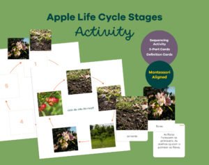 Printable Montessori apple life cycle activity with sequencing wheel, 3-part cards and definition booklet