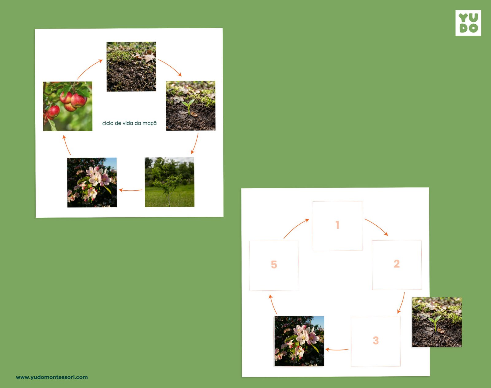Apple life cycle sequencing wheel and printable definition booklet for Montessori botany