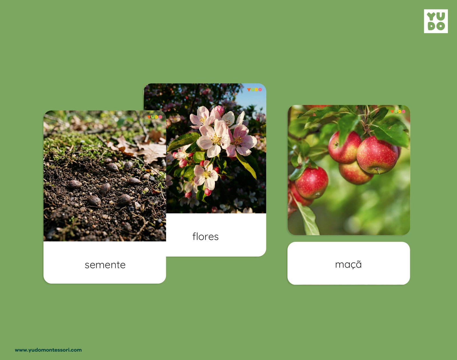 Montessori apple life cycle 3-part cards with real photos of seed, flowers and apples