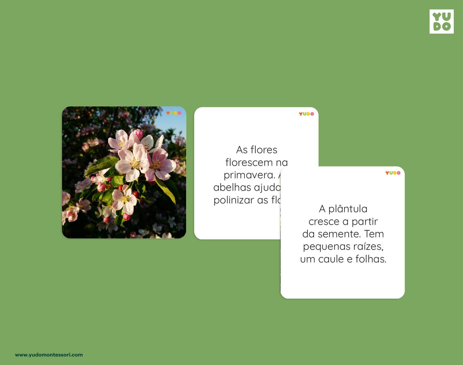 Apple life cycle definition cards explaining flower pollination and apple tree growth