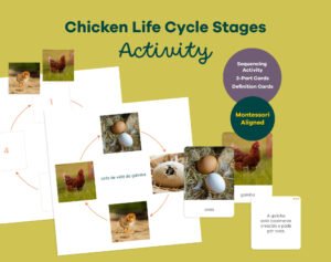 Montessori chicken life cycle printable with sequencing activity, 3-part cards and definition booklet