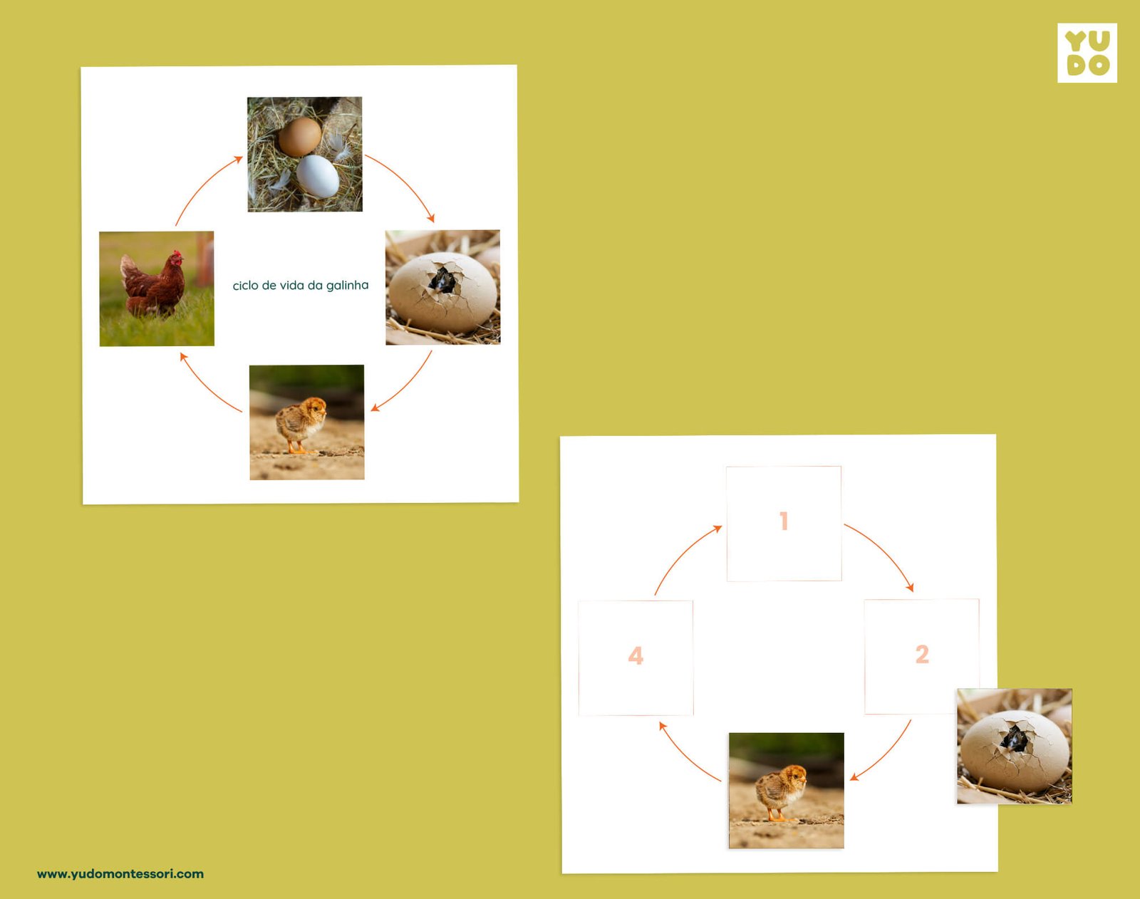 Chicken life cycle sequencing wheel and printable definition booklet for Montessori zoology