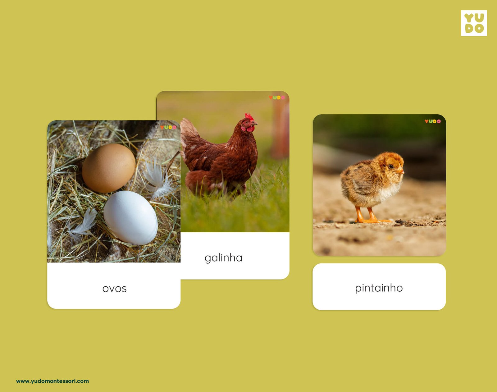 Montessori chicken life cycle 3-part cards with real photos of eggs, hen and chick
