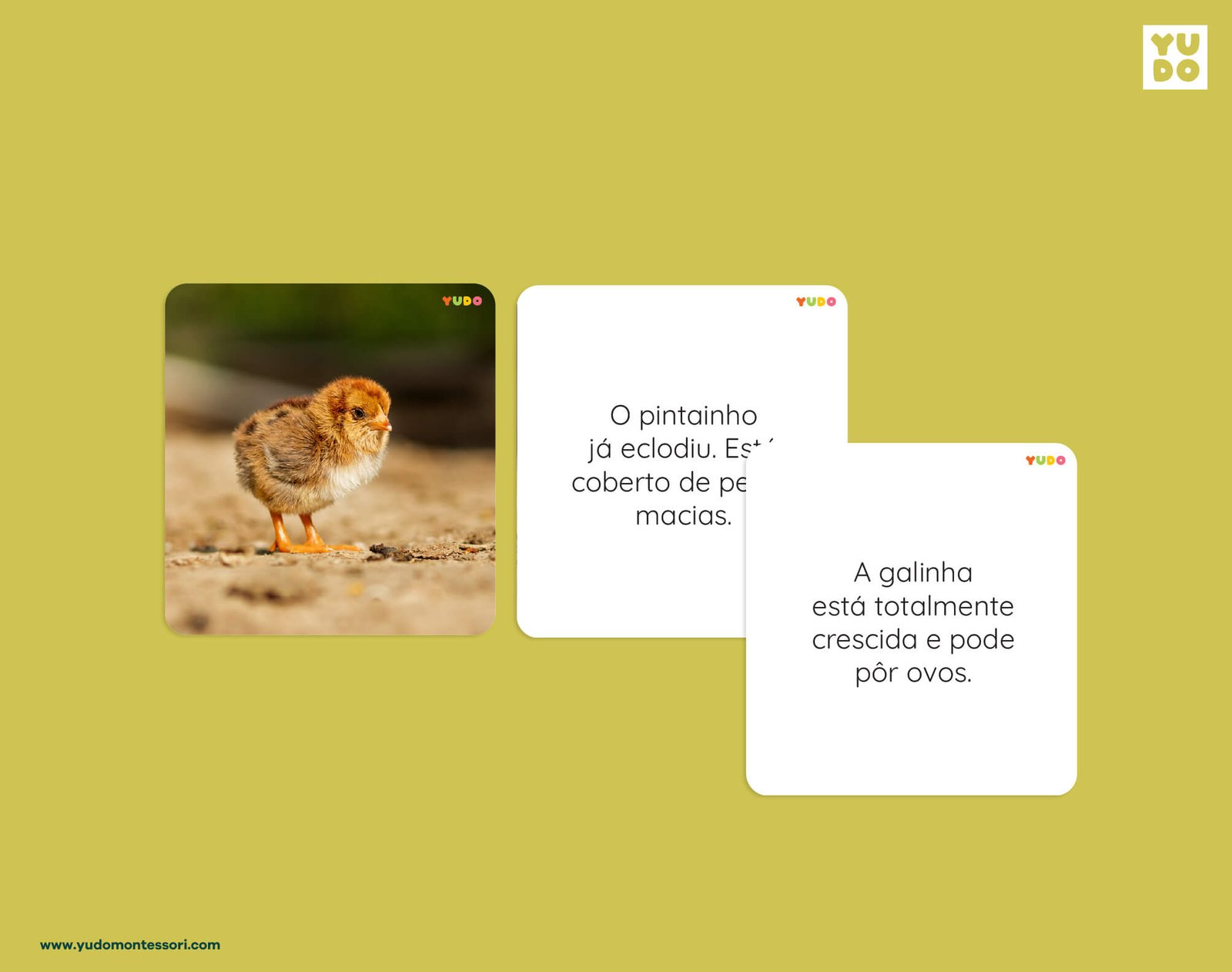 Chicken life cycle definition cards explaining chick hatching and the hen life cycle