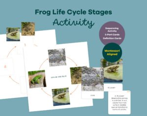 Printable Montessori frog life cycle activity with sequencing wheel, 3-part cards and definition booklet