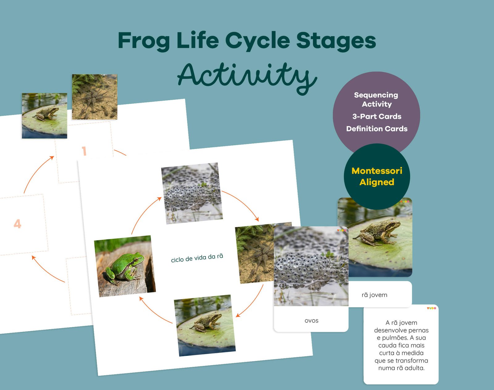 Printable Montessori frog life cycle activity with sequencing wheel, 3-part cards and definition booklet