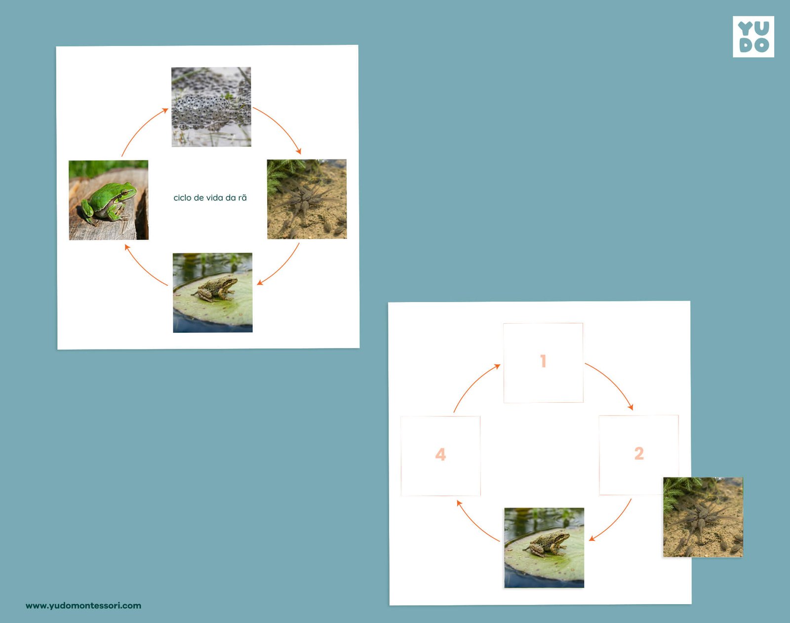 Frog life cycle sequencing wheel and printable definition booklet for Montessori zoology