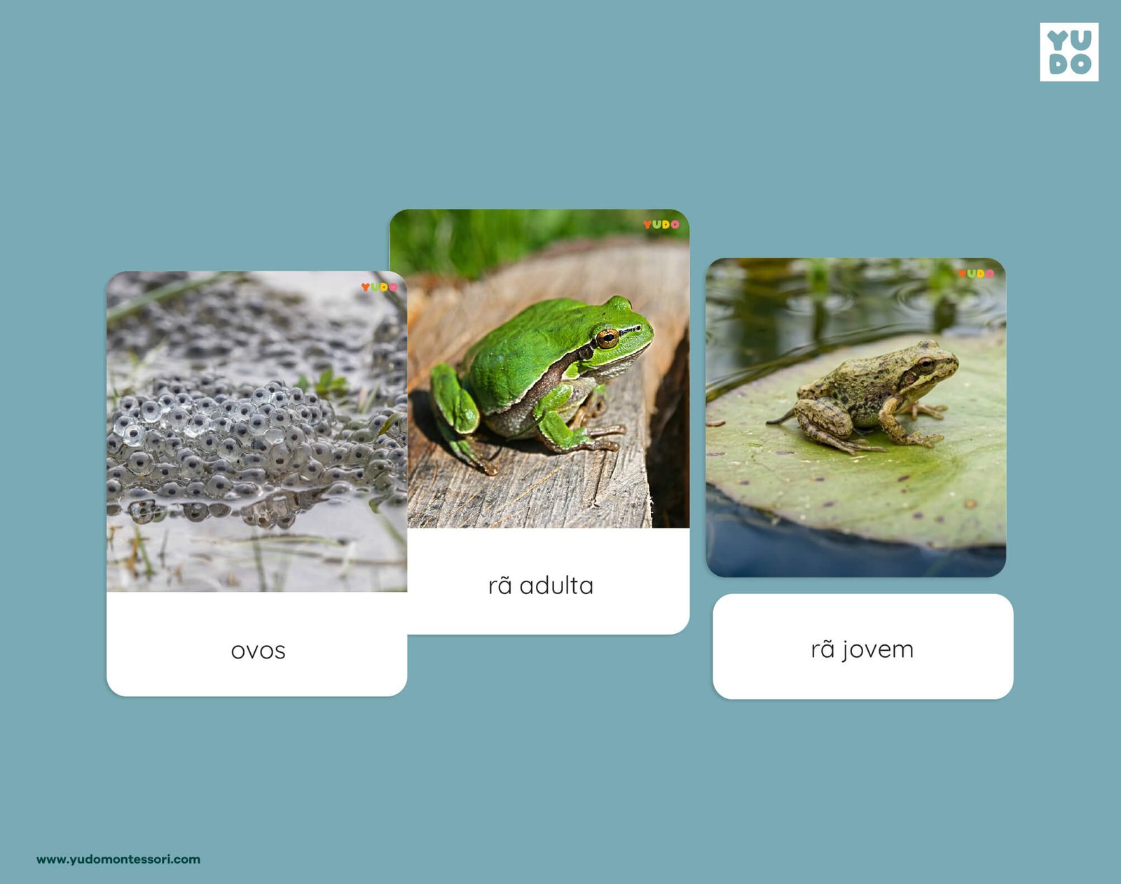 Montessori frog life cycle 3-part cards with real photos of eggs, adult frog and froglet