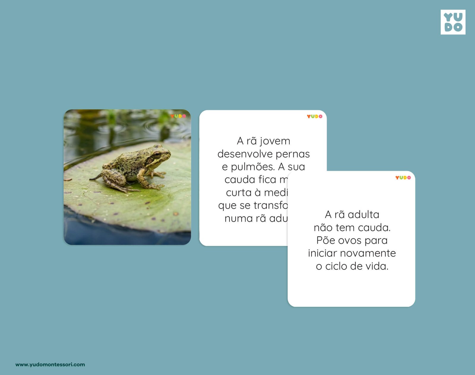 Frog life cycle definition cards explaining froglet development and the adult frog life cycle