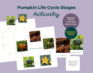 Printable Montessori pumpkin life cycle activity with sequencing wheel, 3-part cards and definition booklet