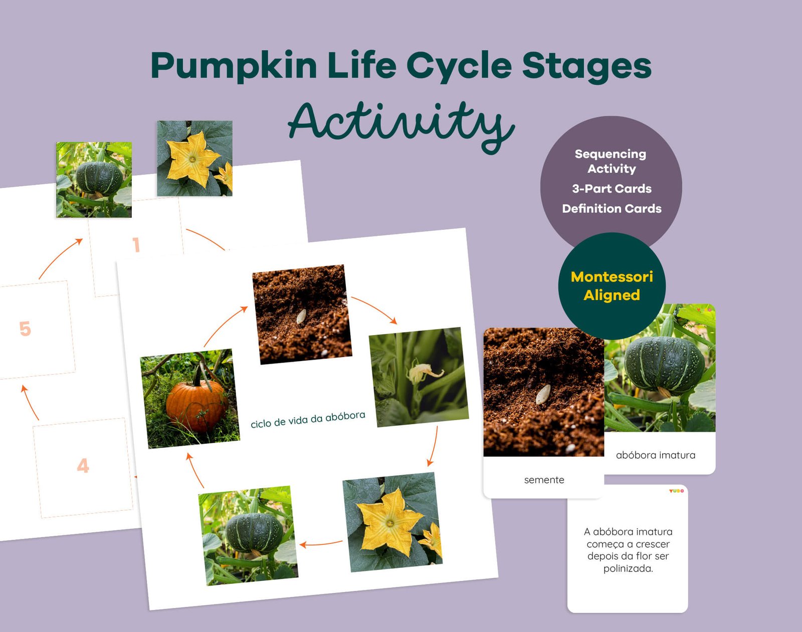 Printable Montessori pumpkin life cycle activity with sequencing wheel, 3-part cards and definition booklet