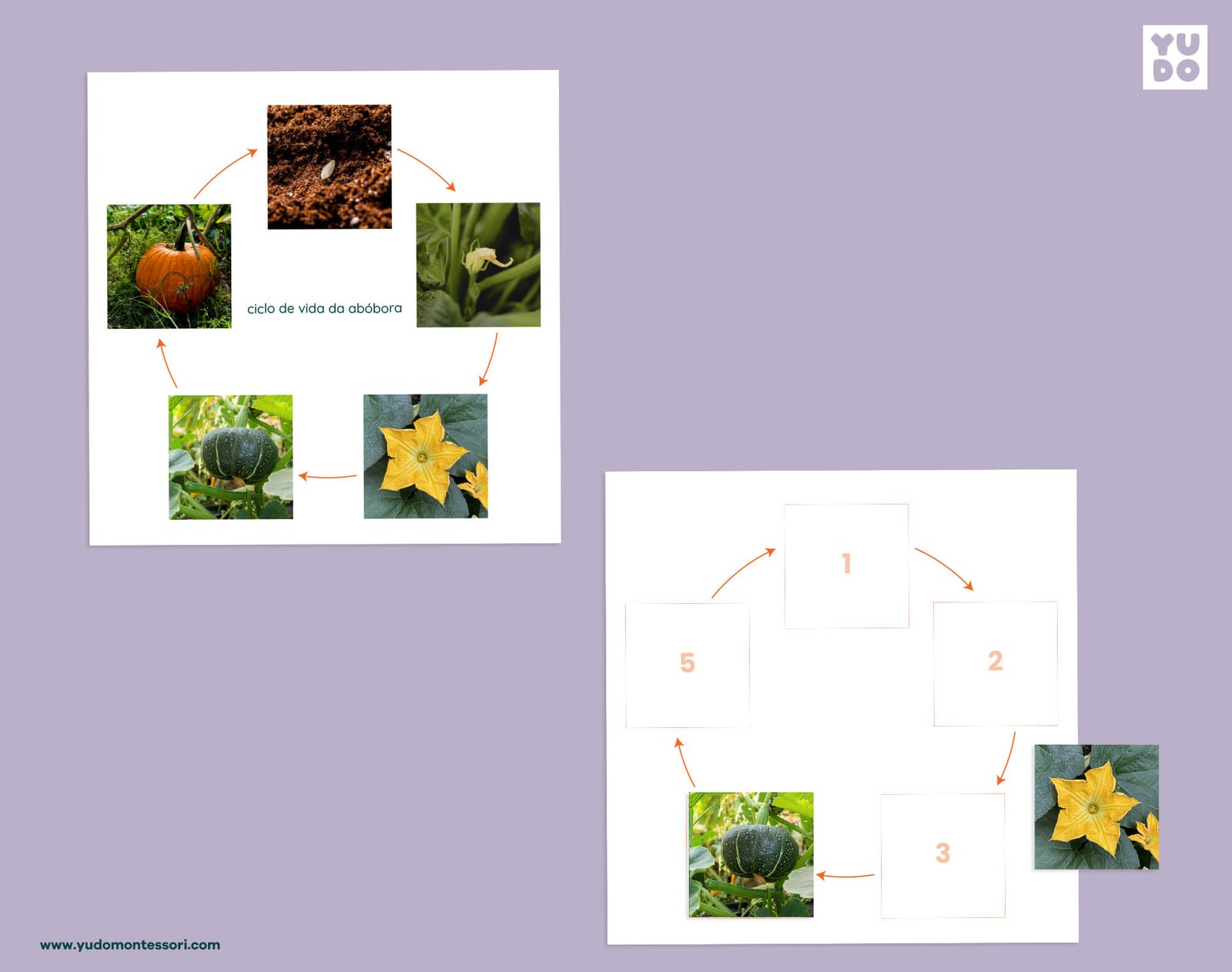 Pumpkin life cycle sequencing wheel and printable definition booklet for Montessori botany