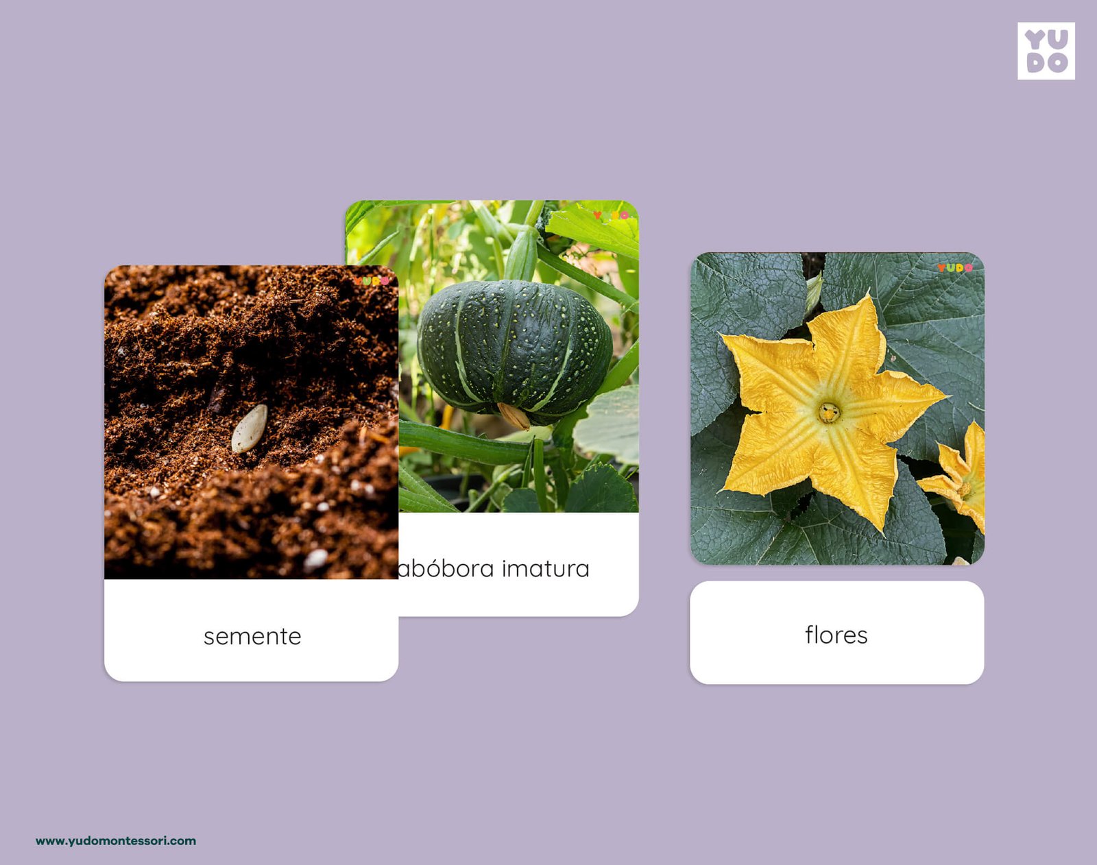 Montessori pumpkin life cycle 3-part cards with real photos of seed, pumpkin and flower