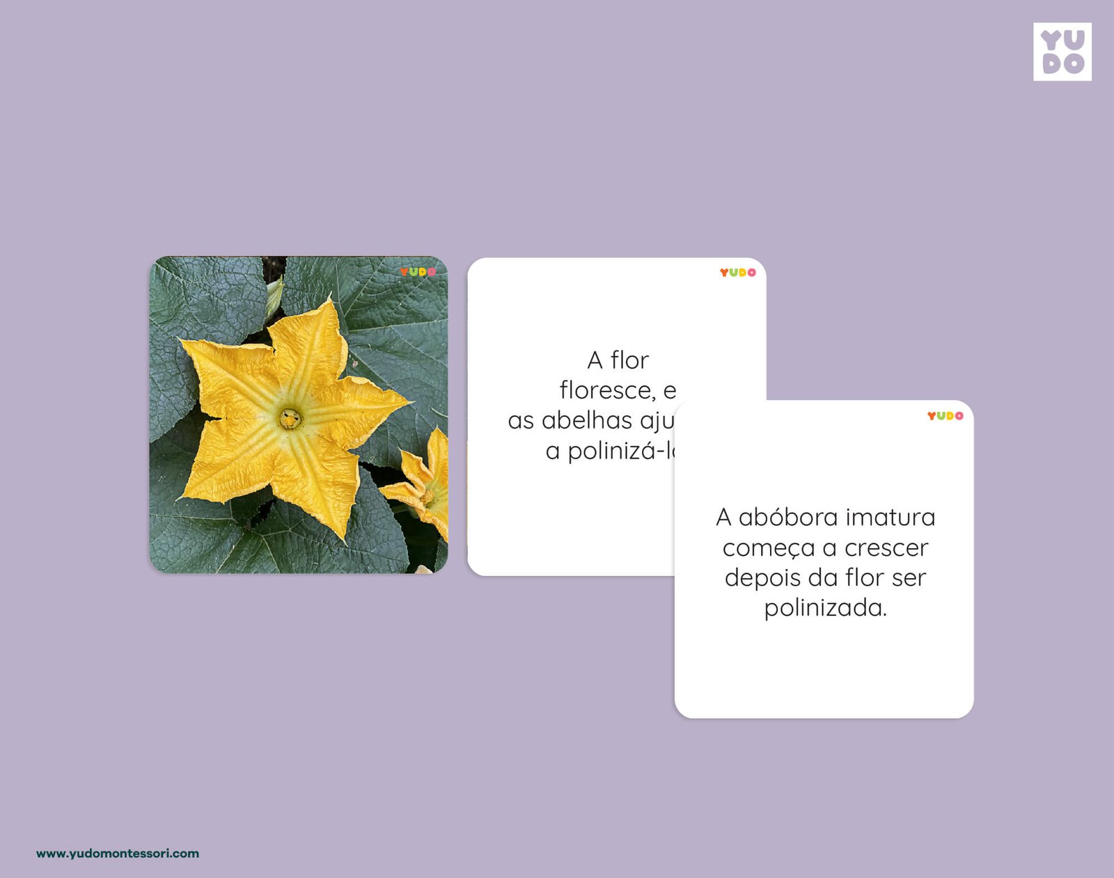 Pumpkin life cycle definition cards explaining flower pollination and pumpkin growth